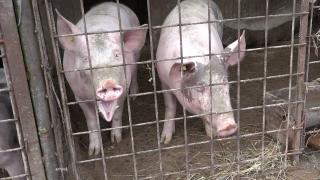 Atenţie la tradiţiile şi regulile de Ignat. Porc sacrificat în casă, la Braşov; vecinii au crezut că se petrece o crimă şi au sunat la 112