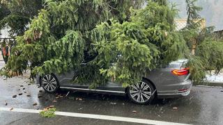 Maşină de lux, distrusă de un brad imens în Sinaia