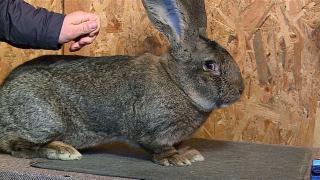 Un iepure uriaş, crescut de un pompier din comuna Râciu, e campion european. Juraţii au fost impresionaţi