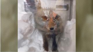 Iarna face legea la munte: temperaturile au scăzut până la -25 de grade. Meteorologul de serviciu a avut un musafir inedit: "Hai, deszăpezeşte dacă vrei mâncare"