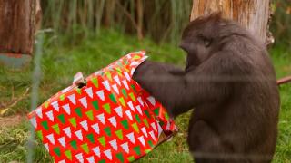 Atmosferă de sărbătoare la Grădina Zoologică din Londra. Animăluţele au primit cadouri frumos împachetate