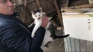 O pisică a primit o nouă şansă la viaţă, după ce a fost salvată din cuva unei maşini de spălat unde fusese închisă