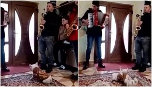 Un căţel, îmbrăcat de stăpâni în haine de sărbătoare, a fost vizitat de o ceată de colindători din Alba