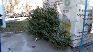 Sezonul sărbătorilor a ajuns la final. Unde trebuie să aruncăm brazii de Crăciun şi ce traseu vor urma după ce ne vor părăsi casele