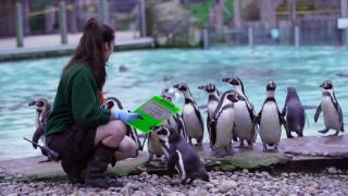 Cel mai greu recensământ: Pinguinii, maimuţele, leii de la grădina zoologică din Londra trec rând pe rând la verificat