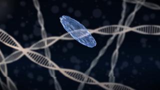 Descoperire revoluţionară în tratarea cancerului. O anumită substanţă chimică din celula umană inhibă dezvoltarea tumorii şi chiar metastaza