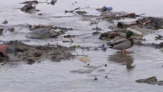 Poluare masivă pe Someș: Rațele sălbatice cu greu își fac loc printre cauciucuri, peturi și resturi menajere
