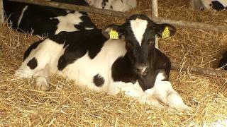 Comisia Europeană propune să mâncăm mai puţină carne de vită pentru a reduce poluarea. Fermierilor li se pare absurd: "Sunt rupți de realitate"