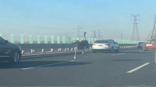 Haos pe o şosea din China. Un struţ a pornit într-o cursă nebună printre maşini, cu poliţiştii pe urmele sale