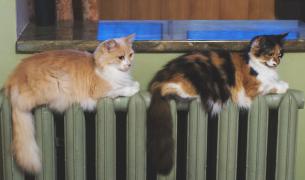 Controverse în UK: Pisica, țopăitul și ghimbirul, sugestiile neinspirate de economisire ale unui furnizor de energie