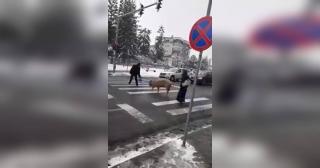 Porc filmat pe trecerea de pietoni, în centrul oraşului Huedin. Trecătorii s-au oprit, uluiţi, în mijlocul străzii