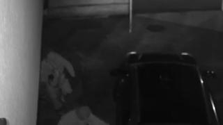 Primele imagini cu hoții deghizați în polițiști, din Popești-Leordeni. Au păcălit o familie și au fugit cu 20.000 de euro