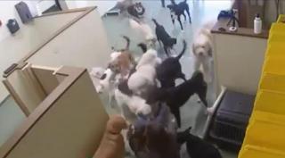 Dresoare de câini pusă la pământ. Animalele erau fericite că o văd