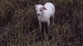 Intervenție cu poliţie și paza de coastă pentru găsirea unui cățel. Stăpânii au agățat cârnăciori de dronele trirmise să-l depisteze