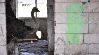 "Şmecherie, domn'e!". Operaţiune de amploare în Mehedinţi: Struţul din garsonieră a fost mutat la curte