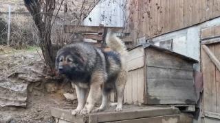 Băiețelul sfâșiat în Dâmbovița a fost atacat de doi ciobănești caucazieni. Câinii erau liberi în curtea familiei