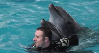 Noi reguli la delfinariul din Constanţa, pentru protejarea sănătăţii celor două vedete: Chen Chen şi Ni Ni