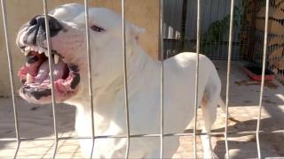 Băiat de 6 ani din Suceava, muşcat grav de un câine de rasă, în timp ce se plimba pe stradă. Animalul a sărit peste gard