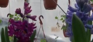 Flori de o frumusețe rară au fost produse în premieră, la Cluj: zambile, lalele şi narcise în toiul iernii