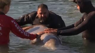 Pui de balenă rănit şi eşuat pe o plajă de lângă Atena, salvat de mai mulţi localnici