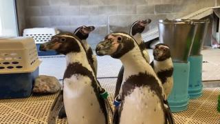 Doi pinguini masculi de la o grădină zoologică din New York au devenit taţi după ce au adoptat şi clocit împreună un ou