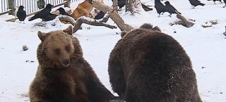 Iarnă prelungită sau vine primăvara? Urșii de la Grădina Zoologică din Târgu Mureș ne spun cum va fi vremea