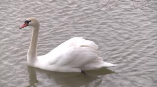 Garda de Mediu Arad, misiune specială: au salvat o lebădă care avea în cioc un cârlig de pescuit