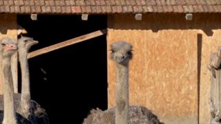 Afacere mai puţin obişnuită în România. Un bărbat din Gorj a dat lovitura cu o fermă de struți