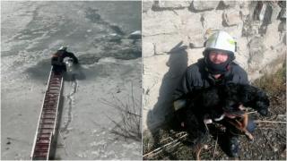 Un cățel paralizat de frig a fost salvat din apele înghețate ale râului Siret. Hrănit și încălzit, patrupedul și-a revenit