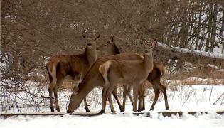 Silvicultorii din Maramureş merg zilnic kilometri întregi prin zăpadă pentru a hrăni căprioarele. Fără ei, animalele ar muri de foame