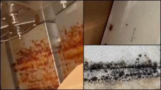 Produse expirate, mucegai şi gândaci. Trei magazine Mega Image, închise în urma neregulilor descoperite de ANPC: "Ia uite-l cum circulă la pâine"