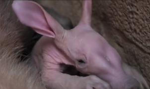 Eveniment rar la o grădină zoo din UK: a venit pe lume un pui de AADVAAK. Cum arată "porcul de pământ"