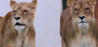 Patru lei născuţi în captivitate şi chinuiţi pentru spectacole de circ au fost eliberaţi într-un parc natural din Africa de Sud