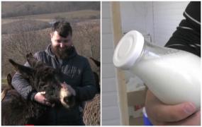 Beneficiile laptelui de măgăriţă, considerat elixir natural. "Este 97% similar cu laptele matern"