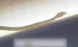 Aterizare de urgenţă din cauza unui şarpe care se strecurase în avion. Reptila le-a dat fiori pasagerilor din Malaezia