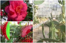 Flori de o frumuseţe rară, aduse de peste mări şi ţări la Gradina Botanică din Iași. Preţul unei vizite în "tărâmul exotic"