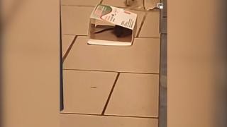 Șoarece filmat într-un supermarket din Buzău, lângă raionul de patiserie. Magazinul a fost amendat