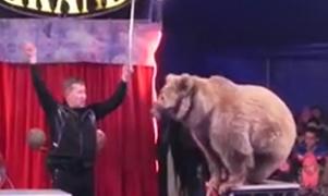 După 19 ani în care a fost legată cu sfoara și forțată să facă trucuri, ursoaica Masha și-ar redobândi libertatea la Zărnești