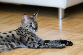 Exoticele pisici Savannah ar putea fi interzise în Marea Britanie. Astfel de exemplare se vând şi în România