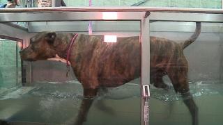 Recuperare fizică prin hidroterapie pentru patrupezii din Cluj. Stăpânii plătesc până la 200 de lei pentru o ședință de tratament