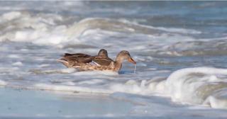 Ciocârliile, raţele sau gâştele sălbatice ar putea să dispară în câţiva ani. Noua lege a permite să fie vânate chiar şi de 20 de ori mai mult