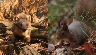 Jderii, paznicii pădurilor din Scoţia. Micii vânători au misiunea de a proteja tabăra veveriţelor roşii de cele gri