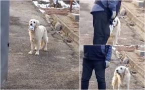 Sally, căţeluşa-minune din Târgu Mureş care duce singură gunoiul