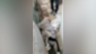 Cruzime fără margini într-o comună din Galaţi. Un câine husky a fost bătut cu bestialitate după ce a intrat în curtea unui bărbat