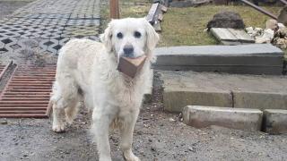 Sally, o căţeluşă Golden Retriver, strânge zilnic gunoiul alături de muncitorii de la salubritate, în Mureș