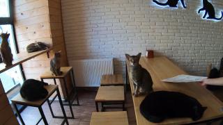 O cafenea cu pisici din Liov rămâne deschisă, în ciuda bombardamentelor: "Tuturor le este teamă, dar nu putem să ne părăsim pisicile"