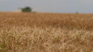 Pâinea se scumpeşte în România, din cauza războiului din Ucraina. Specialiştii critică decizia autorităţilor privind exportul de grâu