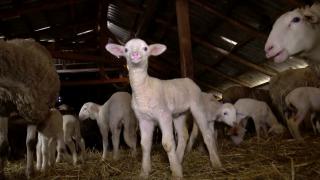 Mielul de Paşte, mai scump cu 30% faţă de anul trecut: "Un kilogram va fi de 40-45 de lei"