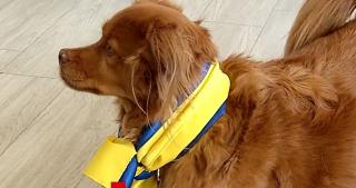 Cățelușul Boomy și alți patrupezi terapeuți au adus zâmbete pe chipurile unor copii de la un centru de refugiați din Ilfov