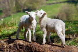 Mielul de Paşte, mai scump faţă de anul trecut. Cât vor plăti românii pentru un kilogram de carne de miel